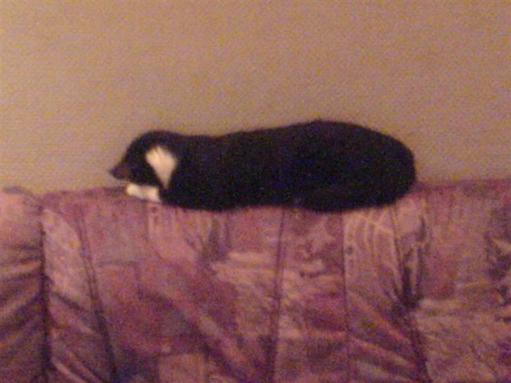 Huskat Dullie - Nej lad vær´ gider ikk have taget billeder nu.. billede 7