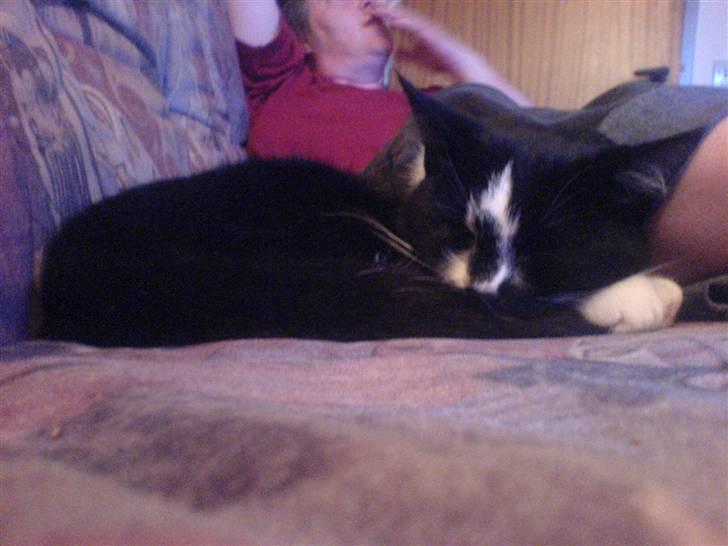 Huskat Dullie - Ahhh elsker at sove sammen med min mor .... billede 8