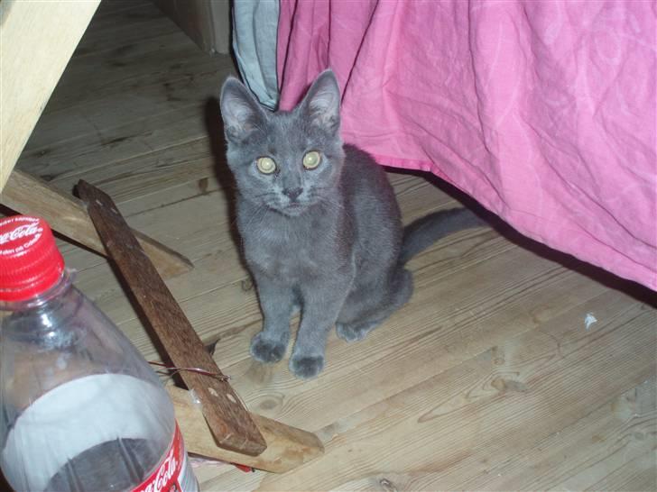 Huskat Baby R.I.P billede 7