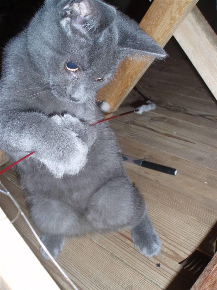 Huskat Baby R.I.P billede 8