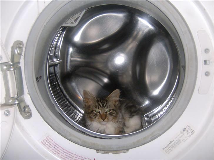 Maine Coon Freja - jeg troede jeg skulle vaske hi hi :-) billede 9