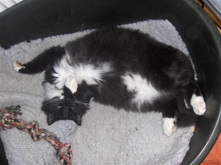 Blanding af racer Mister rip 5/8-09 - Jeg ELSker Silles hundekurv. billede 13