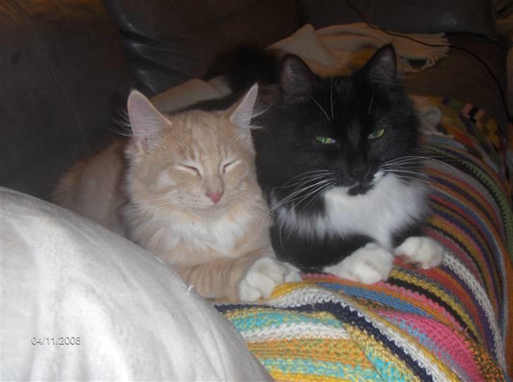 Blanding af racer Mister rip 5/8-09 - Mikkel og jeg ligger lige og kigger.... billede 14