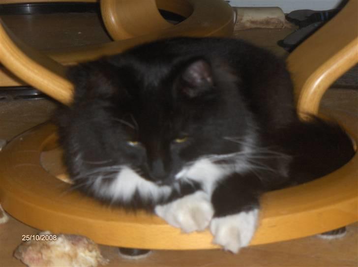 Blanding af racer Mister rip 5/8-09 - kan næsten ikke ligge her.. det ku jeg da jeg var killing billede 15