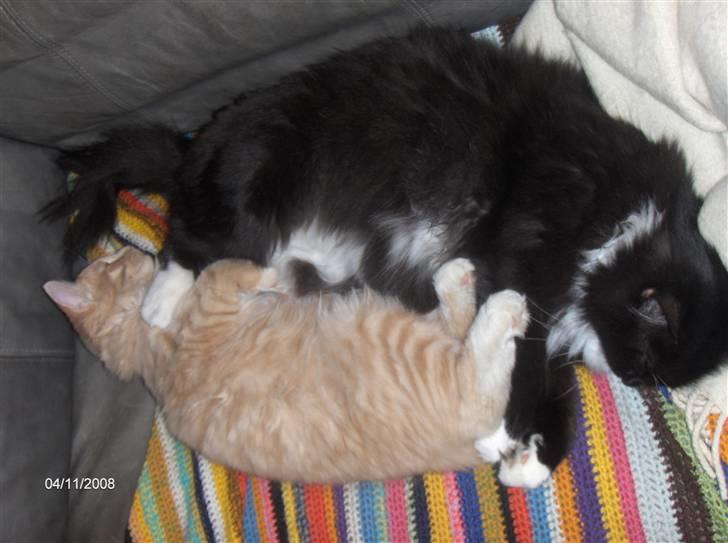 Blanding af racer Mister rip 5/8-09 - Han er god og sove sammen med... ham Mikkel billede 16