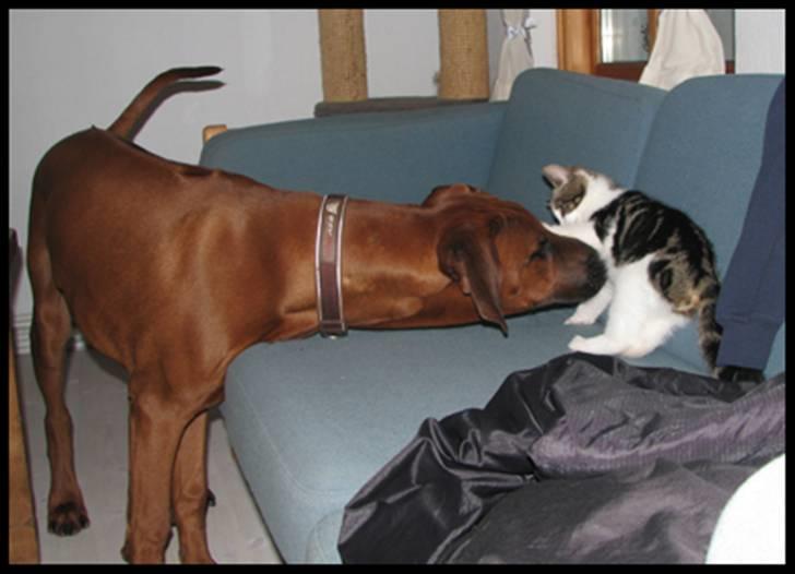 Huskat Moby - Sjumba er jo bare en stor kluntet hvalp billede 18