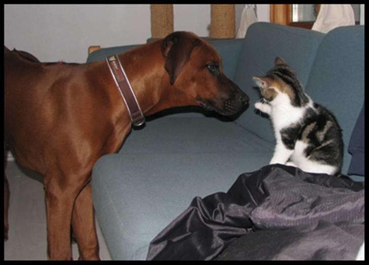 Huskat Moby - Pas på dumme hund jeg angriber din KÆMPE snude billede 19