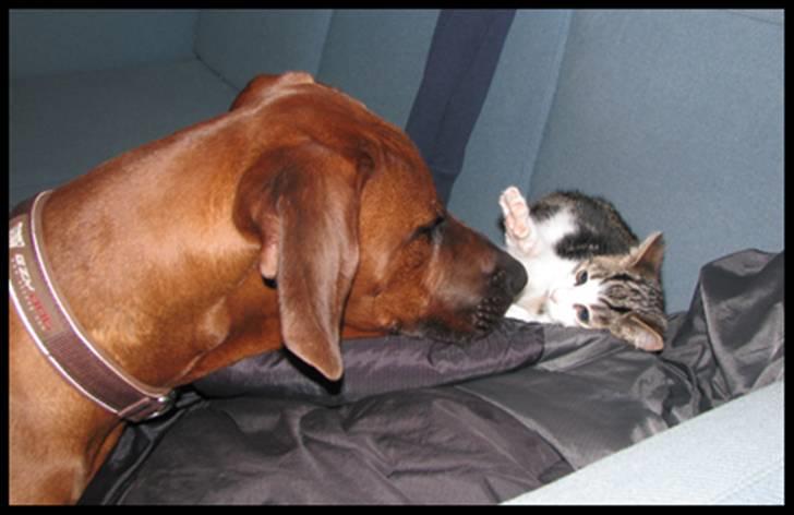 Huskat Moby - Hey det her er jo en fantastisk stor legekammerat billede 20