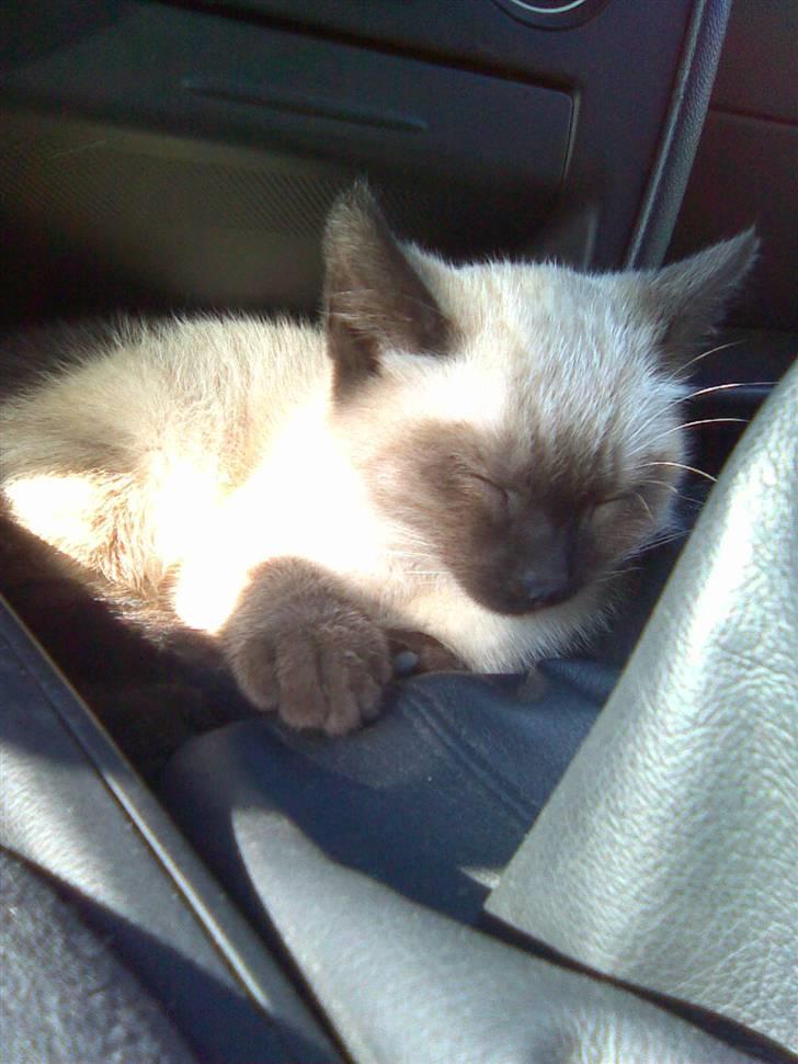 Blanding af racer Mokka billede 6