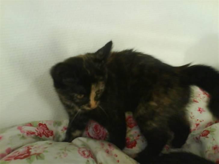 Huskat Mitzy billede 1