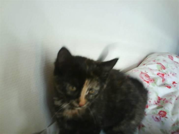 Huskat Mitzy billede 2