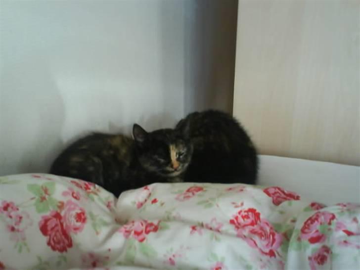 Huskat Mitzy billede 3