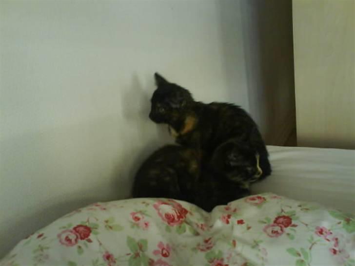 Huskat Mitzy billede 4