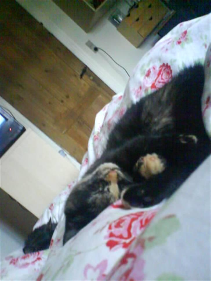 Huskat Mitzy billede 5