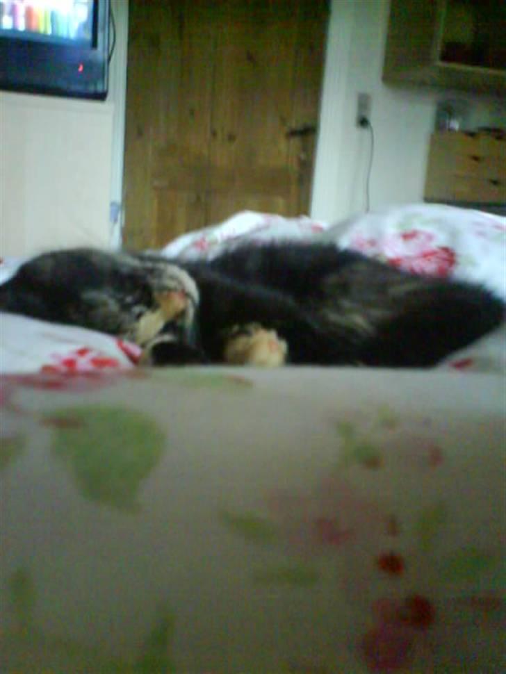 Huskat Mitzy billede 6