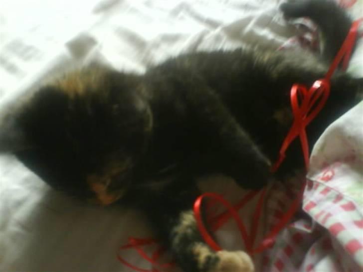 Huskat Mitzy billede 7