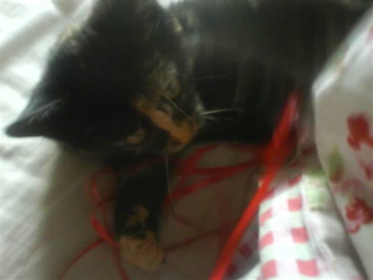 Huskat Mitzy billede 8