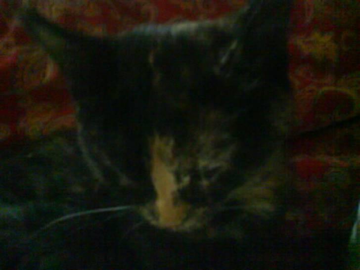 Huskat Mitzy billede 10