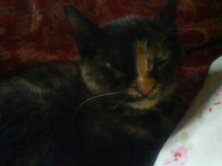 Huskat Mitzy billede 11