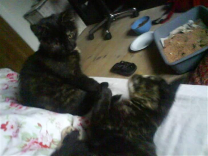 Huskat Mitzy billede 12