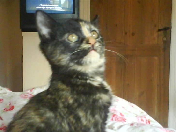 Huskat Mitzy billede 13