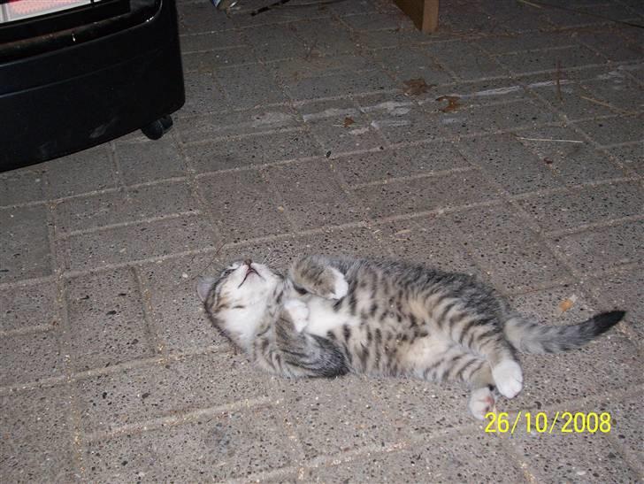 Huskat Pylle.. R.I.P. billede 6