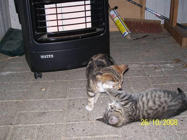 Huskat Pylle.. R.I.P. billede 7