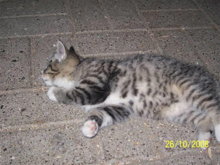 Huskat Pylle.. R.I.P. billede 8