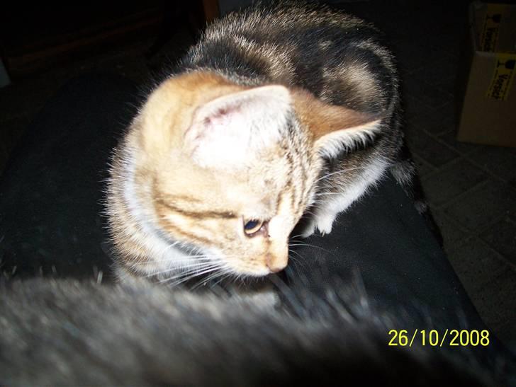 Huskat pjevs (flyttet) billede 7