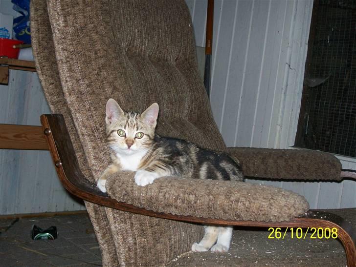 Huskat pjevs (flyttet) billede 8