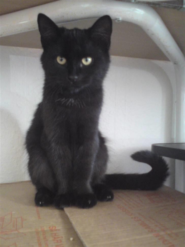 Huskat <3 <3 ...Pelle... <3 <3  - VEEELKOOOMMEN TILL PEEEEEELLEEEE´s PROFIL.......... :D billede 1