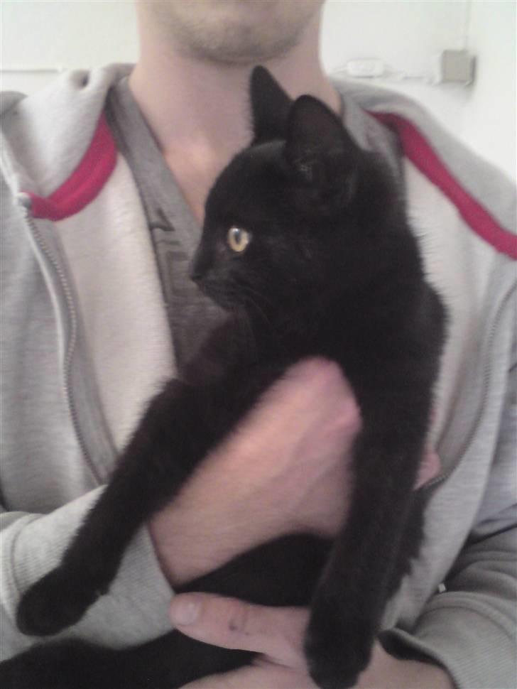 Huskat <3 <3 ...Pelle... <3 <3  - Dagen vi fik ham hjem........ billede 2