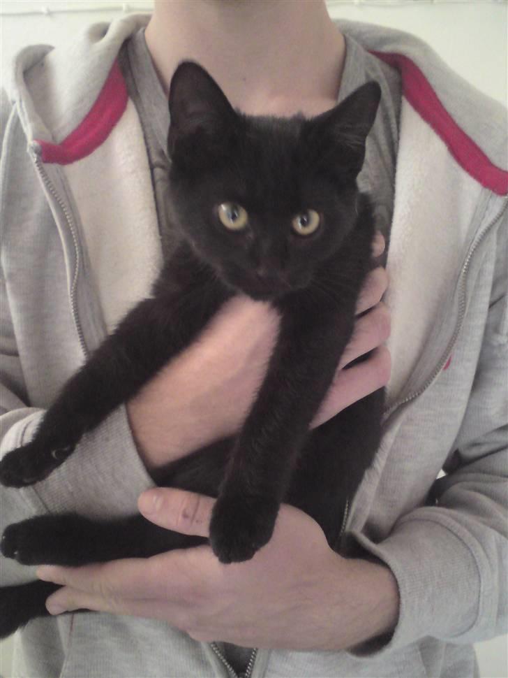 Huskat <3 <3 ...Pelle... <3 <3  - SMUUUUKKE......... billede 3