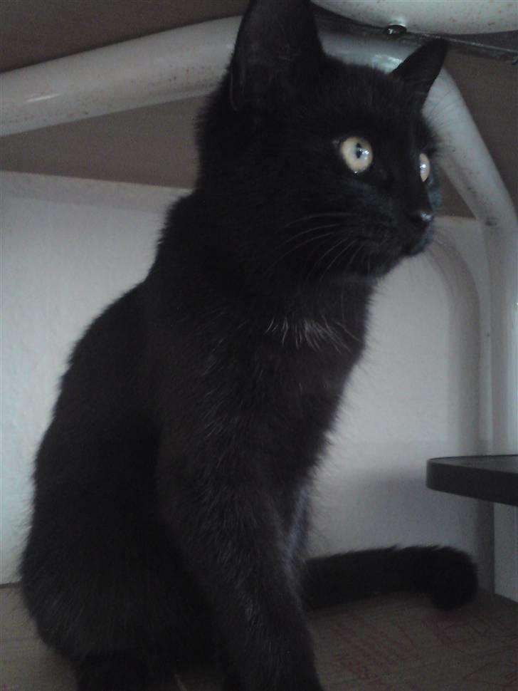 Huskat <3 <3 ...Pelle... <3 <3  - HHUUUH.....?!? billede 4