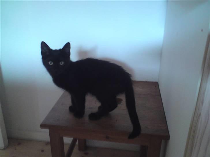 Huskat <3 <3 ...Pelle... <3 <3  - Jaaaee.... Han var ikk så pæn, lige da vi fik ham hjem..... Lidt tynd og pjusket....... billede 5