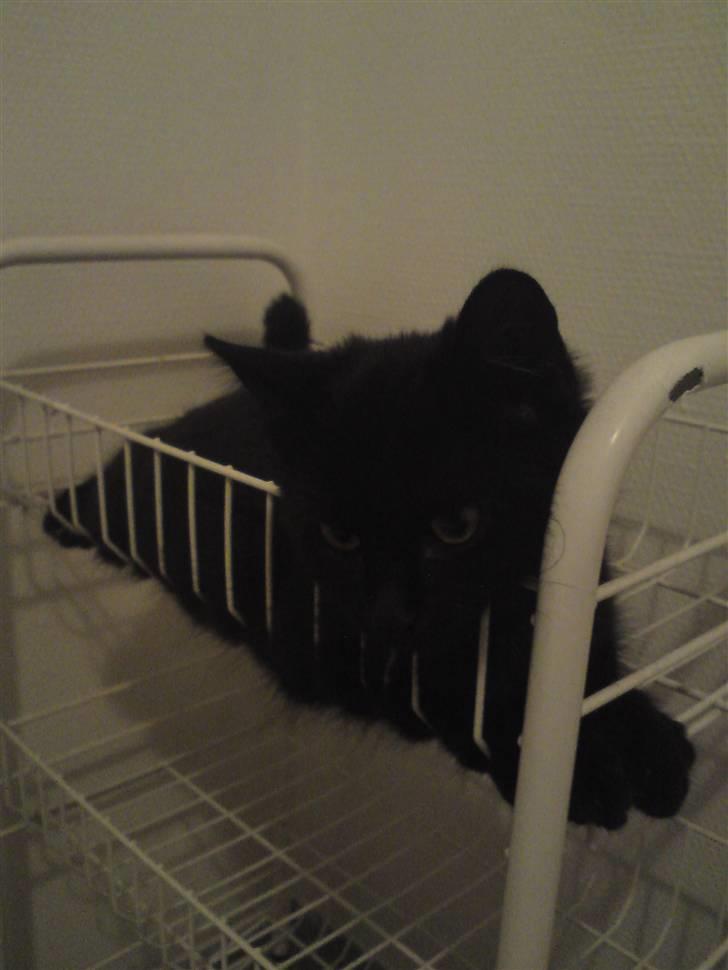 Huskat <3 <3 ...Pelle... <3 <3  - Her vil jeg gerne ligge, når moar er i bad..... :) billede 6