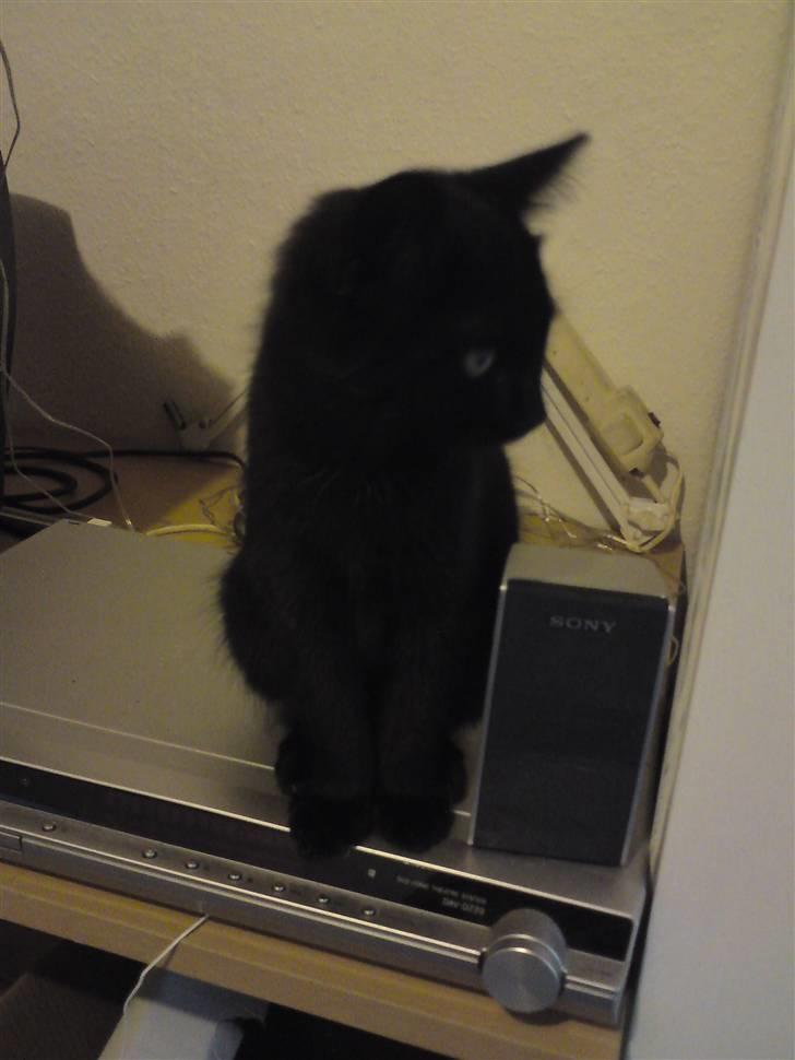 Huskat <3 <3 ...Pelle... <3 <3  - Kan godt lide musik..... Hehe.... billede 7