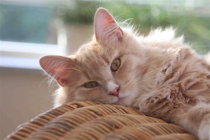 Maine Coon Victor billede 11