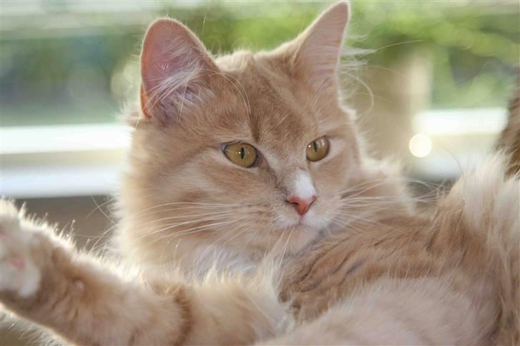 Maine Coon Victor billede 12