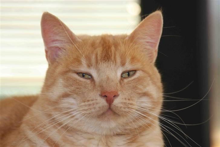 Huskat Oskar billede 8