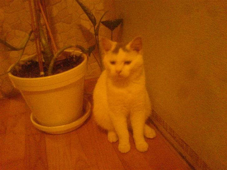 Huskat Gerda billede 13