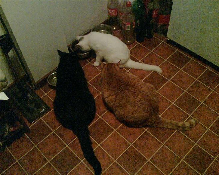 Huskat Garsemi billede 5