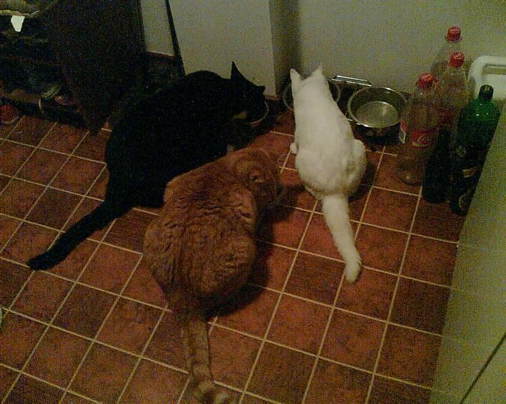 Huskat Garsemi billede 6