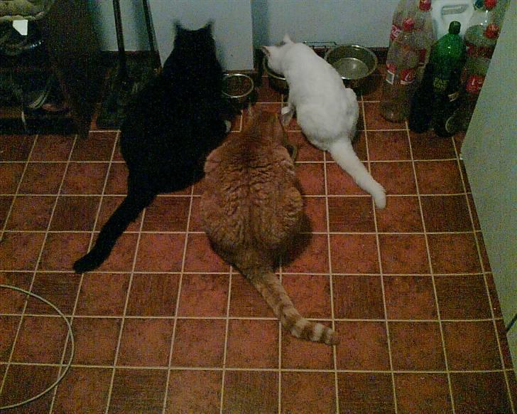 Huskat Garsemi billede 7