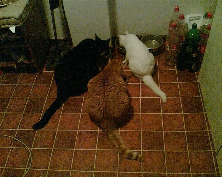 Huskat Garsemi billede 8