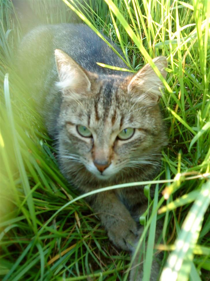 Huskat Maxi Junior R. I. P. - Velkommen til Maxis profil  ;) billede 1