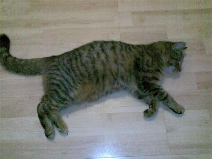 Huskat Maxi Junior R. I. P. - Maxi ;) billede 2