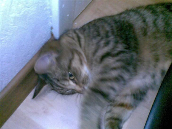 Huskat Maxi Junior R. I. P. - Og igen ;) billede 8