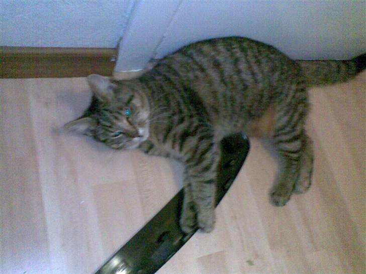Huskat Maxi Junior R. I. P. - Nu er hun næsten ved og være træt efter det hele ;) billede 9