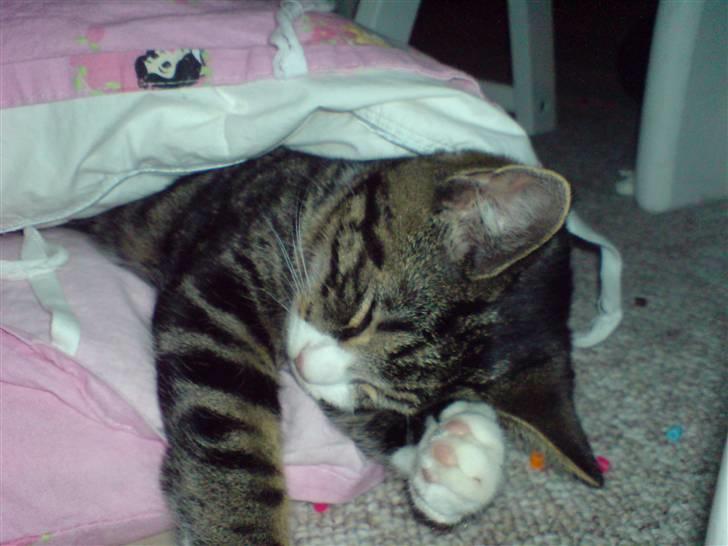 Huskat Fnuggi - er jeg ikke sød?<3 billede 1